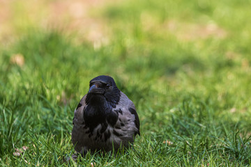 A young crow is sitting in the green grass. Close-up. Warm summer day in the park. Wild nature. City birds.