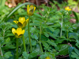 Celandines