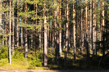 Fototapeta na wymiar Beautiful pine forest in warm February, Finland,