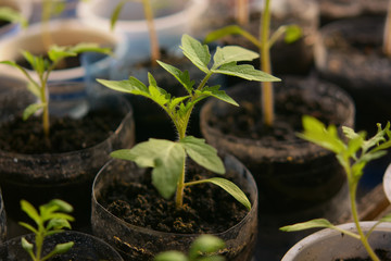 Young tomato plants in the morning