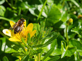 Honey bee on Celandine flower