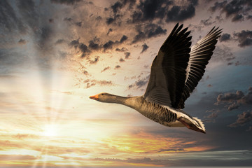 Birds