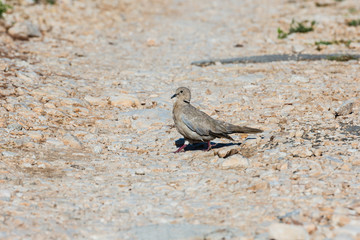 Eurasian colored dove searching for seeds.