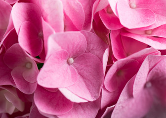 Vibrant pink Close up macro photo of  spring hydrangea blooms and blossoms