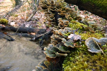 Trametes versicolor