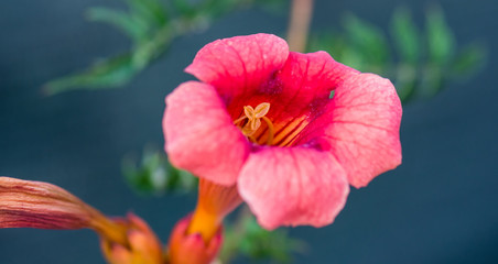 Pink and purple flower closeup.