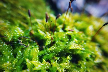 Thick green moss in the forest