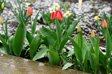 red spring tulips in the garden and snow in April