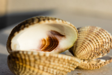 A saltwater clam warty venus shell closeup. © WI