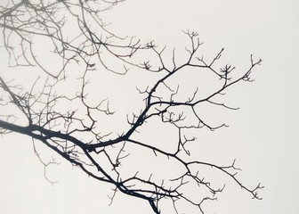 Tree branches against the sky