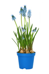 Muscari	