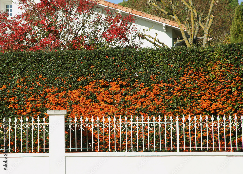 Wall mural Haie de pyracantha	