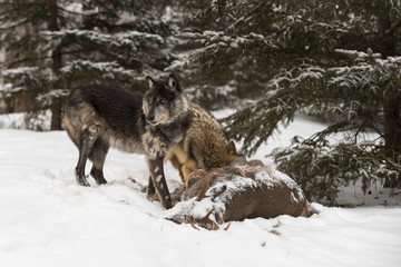 Black Phase Grey Wolf (Canis lupus) Turns from White-Tail Deer Carcass And Wolf Winter