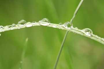 Gouttes de rosée sur un brin d'herbe	