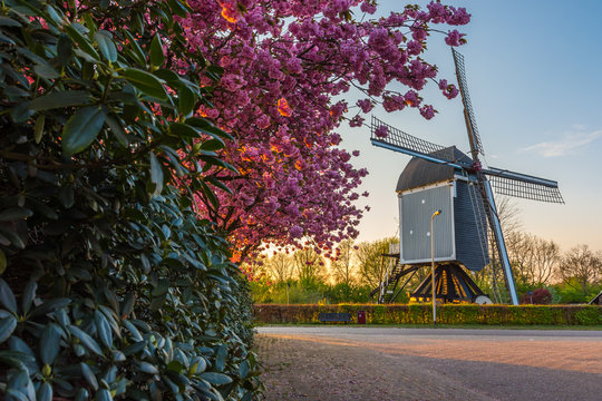 17th-century windmill, called 'De Akkermolen' in the dutch village of Zundert, with a beautiful blooming tree in the springtime