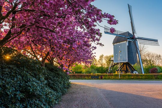 17th-century windmill, called 'De Akkermolen' in the dutch village of Zundert, with a beautiful blooming tree in the springtime