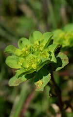 Spurges flowers