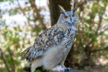 eagle-owl