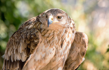 portrait of an eagle