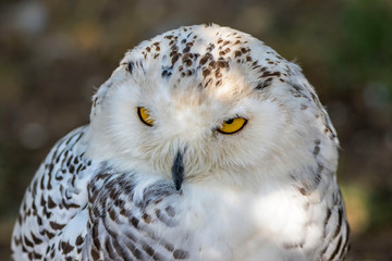 snowy owl portrait