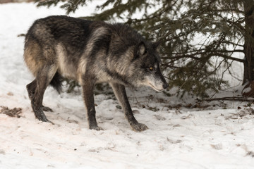 Black Phase Grey Wolf (Canis lupus) Walks Right Head Down Winter