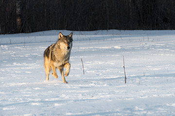 Grey Wolf (Canis lupus) Trots Forward in Early Morning Light Winter