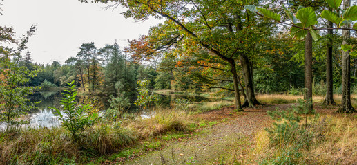 A coloful panorama of a piece of forest with a forest path just along the water