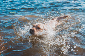 Useful activities with a dog on vacation, at the sea