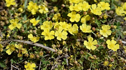 Yello spring flowers Potentilla