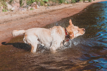 the dog shakes off the water, wet Labrador