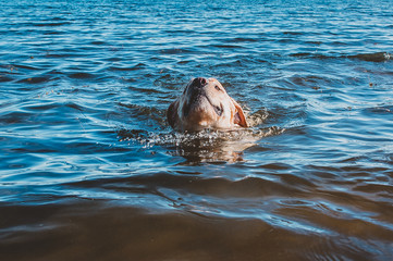 Obraz premium How to spend time with benefits for the dog and family