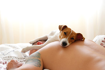 Emotional support animal concept. Man sleeping with jack russell terrier dog on top of him. Adult...