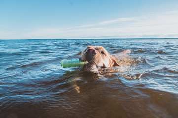 Labrador with toy swims towards 