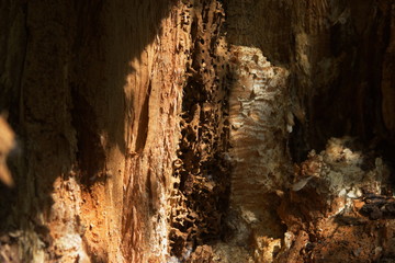 wooden inner surface of an old tree a photo of a life of a tree insect for advertising and text