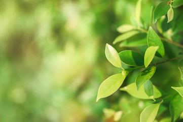 Banyan tree with green leaves in garden on natural background