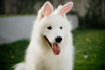 white purebred samoyed dog as easter bunny 