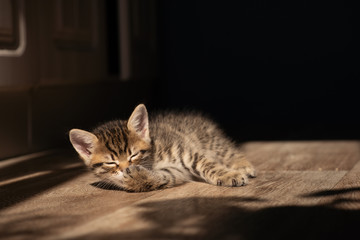Portrait of cute little tabby kitten lying on the cement floor with the sun light background.
