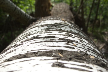 aspen tree white bark with black spots and green foliage, tree felling texture photo