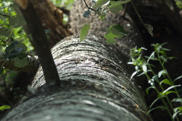 aspen tree white bark with black spots and green foliage, tree felling texture photo