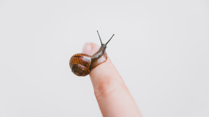 a small snail crawls along the tip of your finger, slime skin care, application in cosmetology,...
