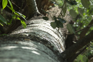 aspen tree white bark with black spots and green foliage, tree felling texture photo