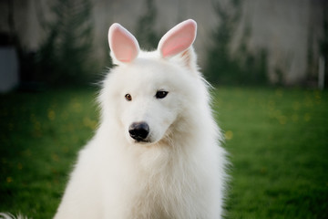Obraz premium white purebred samoyed dog as easter bunny 