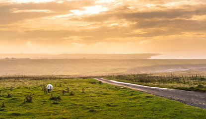 A sheep grazing on a coastal scenery in the Scottish Highlands