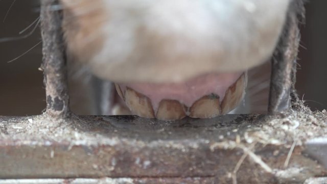 close-up of horse teeth biting a metal stall