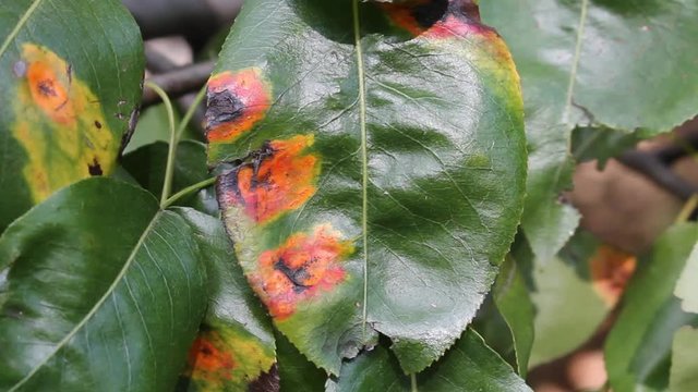 Pear green leaves with red spots of Pear rust or Gymnosporangium sabinae