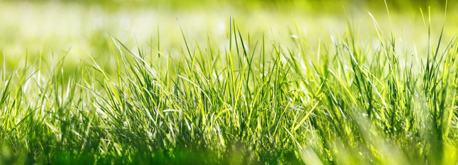 gras wiese natur sonne banner