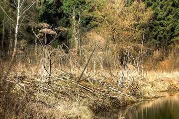 The dry old giant hogweed. Summertime, relax, travel.