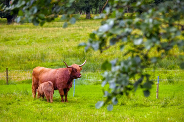 Naklejka na ściany i meble Highland cow breastfeeding in a meadow