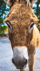 Obraz premium Wild Grand Turk donkeys roaming around the north end of the island looking for a snack from tourists.