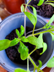 Tomatoes plant for planting in the garden. Young seedlings of tomatoes. safety food, nature, environment and ecology concept.